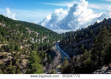 Asphalt Road Among Lebanese Cedars In A Mountain Forest In The Central Part Of The Island Of Cyprus;