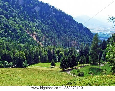 Mixed Forests And Thinned Out Trees On The Slopes Of The Alps In The Bündner Herrschaft (buendner He