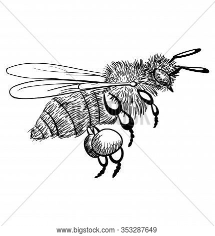 Bee Flies Isolated On A White Background. Black Monochrome Illustration Of A Honey Bee