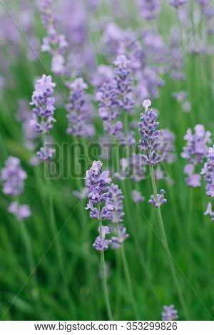 Delicate Lilac Lavender Flowers In The Garden In Summer. Selective Focus.