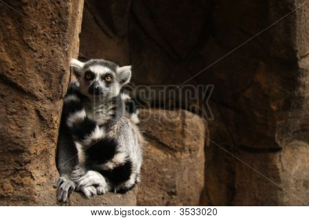 Lemur