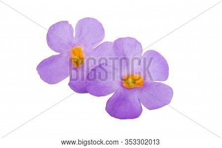 Bacopa Blue Flower Isolated On White Background