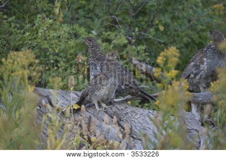 บลู Grouse