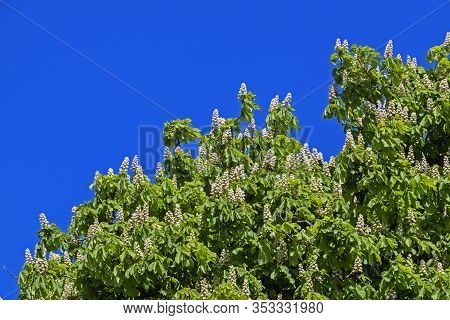 A Horse Chestnut Tree (aesculus Hippocastanum) In Flower Seen Against A Clear Blue Sky