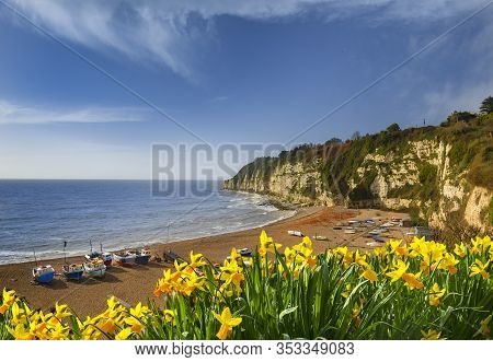 Daffodils At Beer Beach In Devon In Spring Sunshine