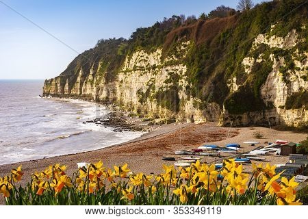 Daffodils At Beer Beach In Devon In Spring Sunshine