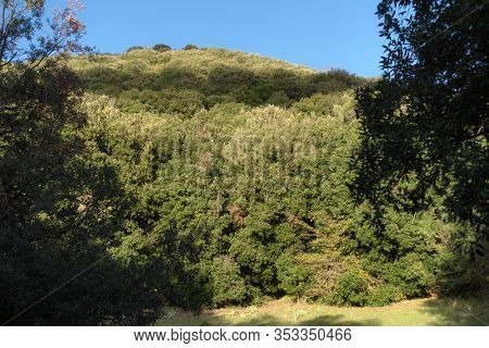 scenic Minardo Mount oak holm trees covered in Etna Park, Sicily  