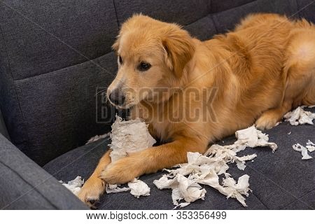 Dodgy Golden Retriever Puppy Laying On Sofa And Biting Tissue Paper