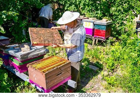 Barehanded Senior Woman, Beekeeper, Is Control Situation In Bee Colony.