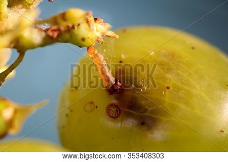 A Maggot Comes From A Bunch Of Grapes And Spins Itself With Silk