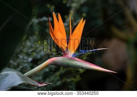 Detailed Close Up Of A Perfect Bird Of Paradise Flower (strelitzia Reginae)