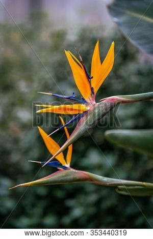 Detailed Close Up Of A Perfect Bird Of Paradise Flower (strelitzia Reginae)