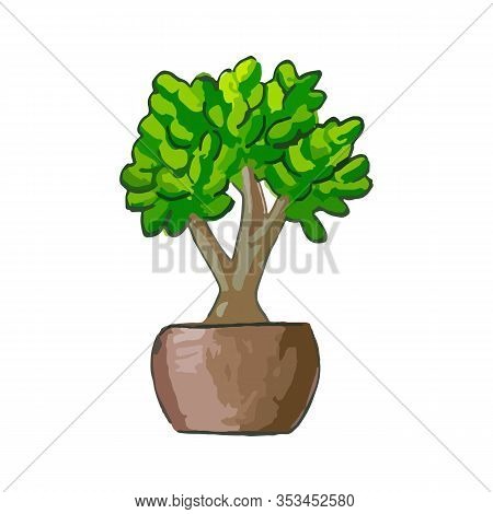 Money Tree As A Symbol Of Prosperity And Material Well-being. Succulent Green Houseplant Crassula Ov
