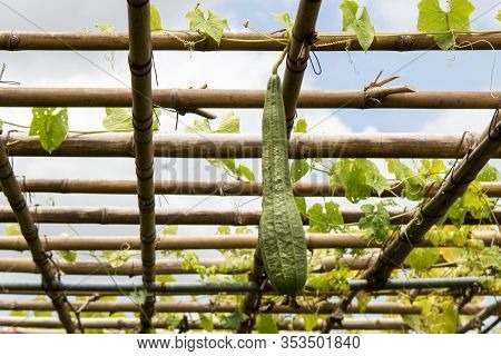 Zucchini Ivy Plant In Garden With Green Archway To Agriculter In Modern Architecture