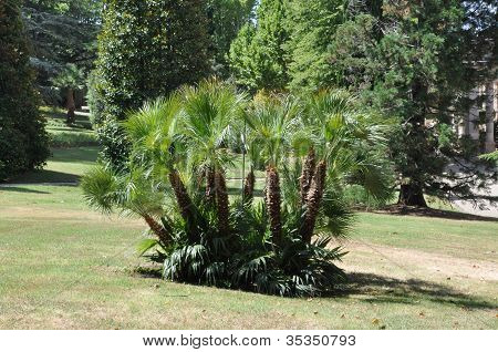 Exotic palm tree in city park
