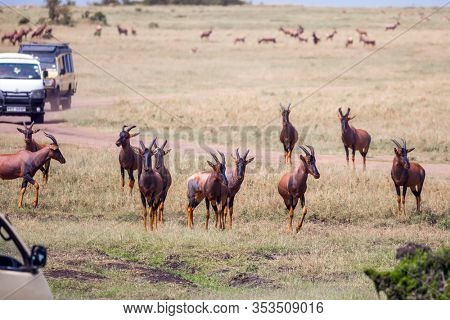 Large flock of Tsessebe antelopes graze together. Magnificent trip to the african savannah. African Safari in Masai Mara National Park. Kenya. Ecological, active and phototourism concept