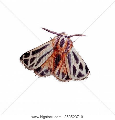 Watercolor Hand-drawn Imsect Called Apantesis Phalerata Or Harnessed Tiger Moth