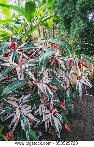 A Picture Of Stromanthe Plant In A Conservatory.   Vancouver Bc Canada