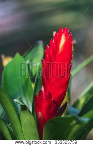 A Picture Of A Red Vriesea Flower Blooming In A Conservatory.   Vancouver Bc Canada