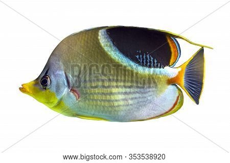 The Saddle Butterflyfish, Chaetodon Ephippium, Coral Fish Isolated On White Background