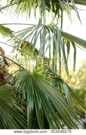Green Palm Leaves In White Sky Background.