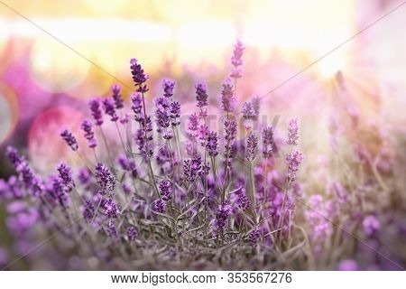 Selective And Soft Focus On Lavender, Lavender Flowers Lit By Sunlight In Flowerbad