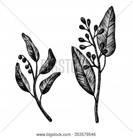 Collection Of Highly Detailed Hand Drawn Graphic Black Leaves And Herbs Isolated On White Background