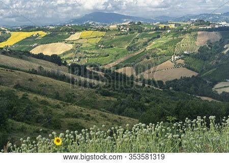 Rural Landscape At Summer Near Ripatransone, Ascoli Piceno, Marches, Italy