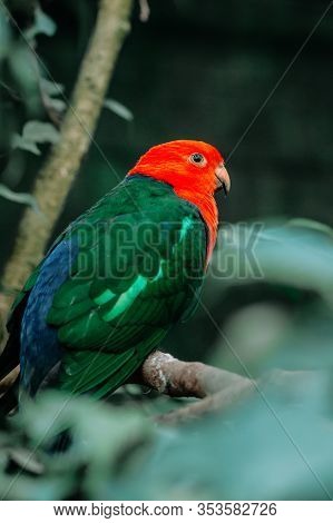 Eclectus Parrot, Eclectus Roratus Sitting On A Tree Branch With Sunshine Pouring Overhead. Close Up 