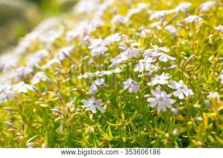 Phlox Divaricata Phlox Divaricata. Blue Phlox Closeup
