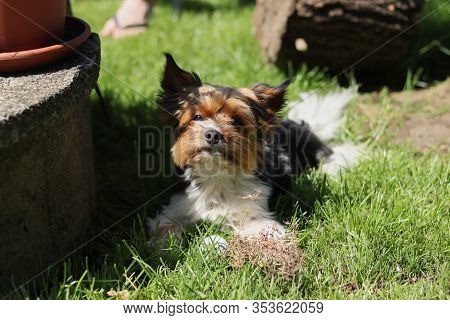 Biewer Yorkshire Terrier Sadly Watching Garden. Biewer Terrier Relax In The Shadow. Outdoor Activity