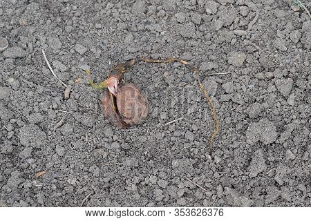 Sprouted Walnut On A Background Of The Earth.