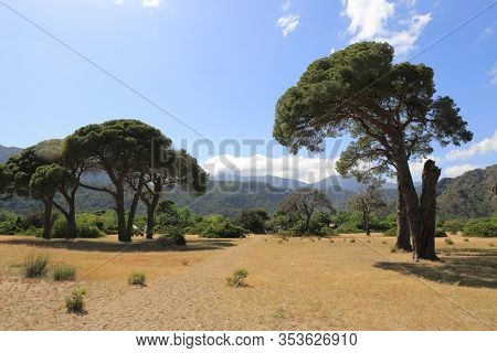 cedar forest on mountain meadow in sunny day in Turkey