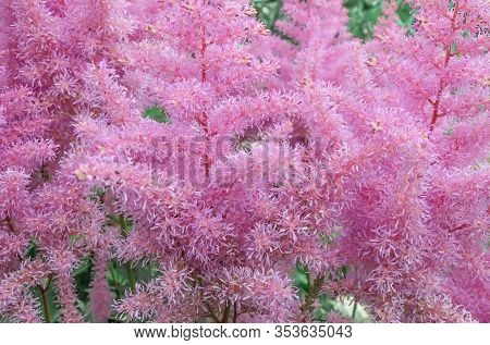 Plant Astilba Darwin S Dream. Plant A Blooming Background. Selective Focus