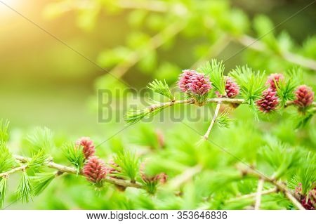 Branches With Young Needles European Larch Larix Decidua With Pink Flowe