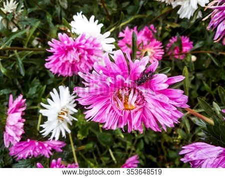 Pink And White Asters In A Green Garden. Spring Flowers And Bee