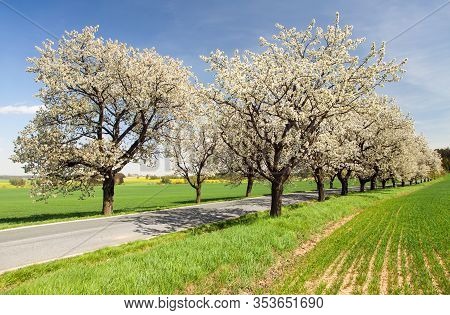 Road And Alley Of Flowering Cherry Trees In Latin Prunus Cerasus With Beautiful Sky. White Colored F