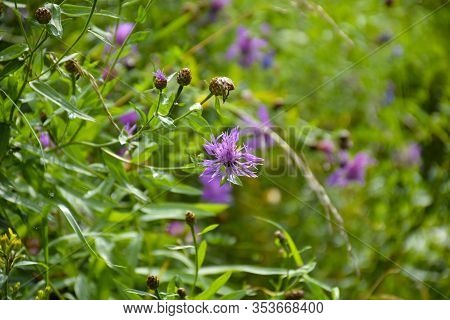 Pink Cornflower On Green Lawn, Floriculture In Garden
Purple Cornflower Rough (centaurea Scabiosa), 