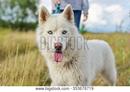 Closeup Young White Female Husky Dog With Tongue Blue Eyes On Walk, Summer Meadow Nature Background,