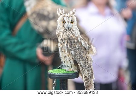 Beautiful Eared Owl With Orange Eyes Sitting On His Hand In A Glove.