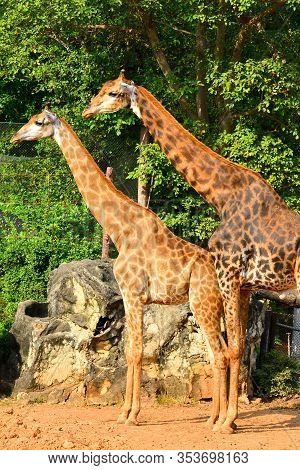 Bangkok, Th - Dec 13: Giraffe At Dusit Zoo On December 13, 2016 In Khao Din Park, Bangkok, Thailand.