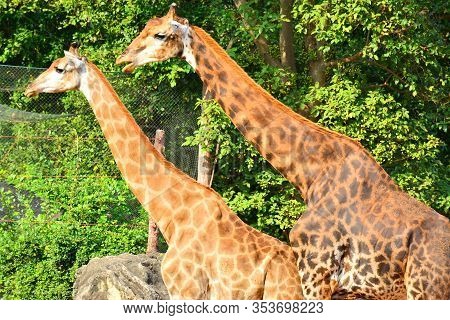 Bangkok, Th - Dec 13: Giraffe At Dusit Zoo On December 13, 2016 In Khao Din Park, Bangkok, Thailand.