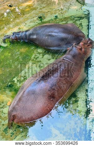 Bangkok, Th - Dec 13: Hippopotamus Soaked In Water At Dusit Zoo On December 13, 2016 In Khao Din Par