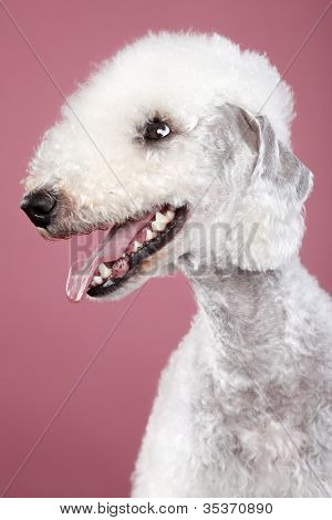 Bedlington Terrier. Ritratto di close-up