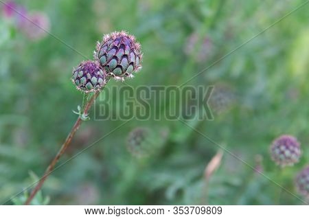 The Barbed Head Of A Thistle Close Up On Blurred Background. Natural Background With Plant Of Arctiu