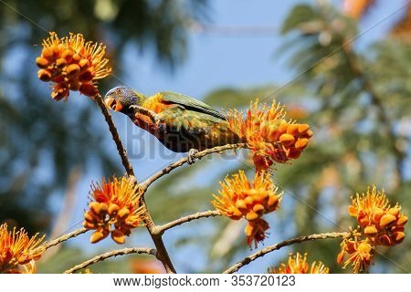 Rainbow Lorikeet Bird Also Known As Trichoglossus Moluccanus.