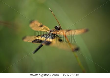 Yellow-striped Flutterer Dragonfly