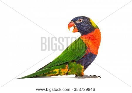 Side view of a Rainbow Lorikeet, Trichoglossus moluccanus, isolated