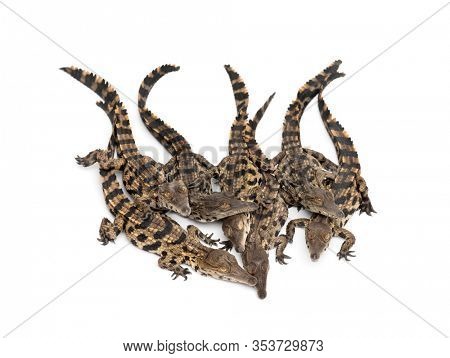 Group of Young West African slender-snouted crocodile, Mecistops cataphractus, isolated on white