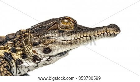 Young West African slender-snouted crocodile head, Mecistops cataphractus, isolated on white